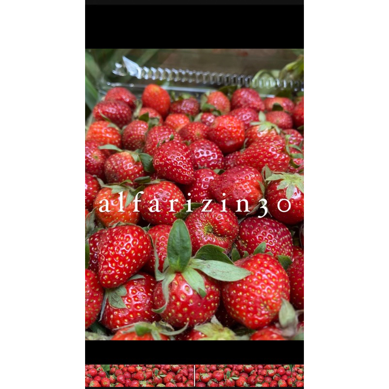 

strawberry fresh grade C | cocok ukuran es kul-kul