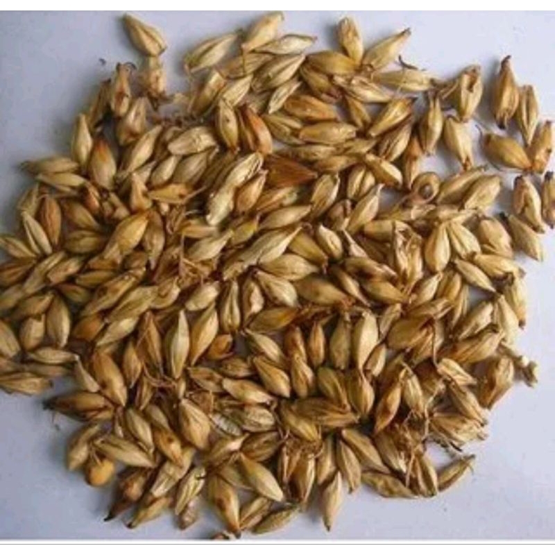 

300 G GR GRAM CHAO MAI YA FRIED BARLEY SPROUT SPROUTS MALT