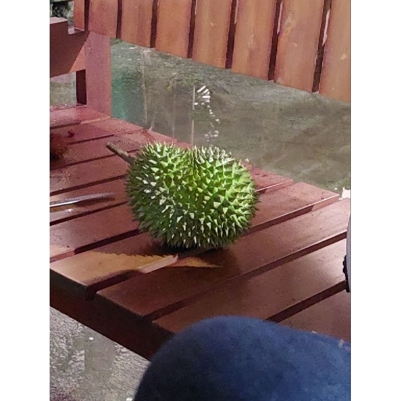 

BUAH DUREN KASONGAN