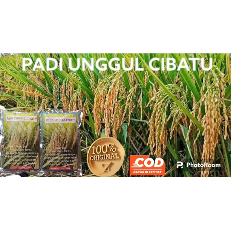 benih padi cibatu 06 1kg