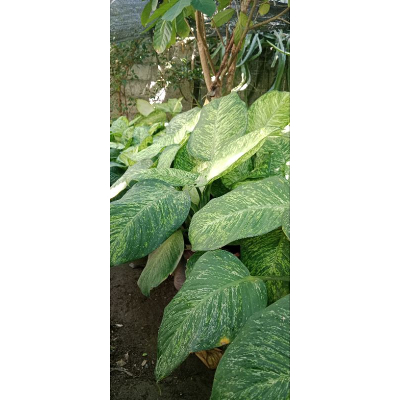 tanaman hias anggun ayu