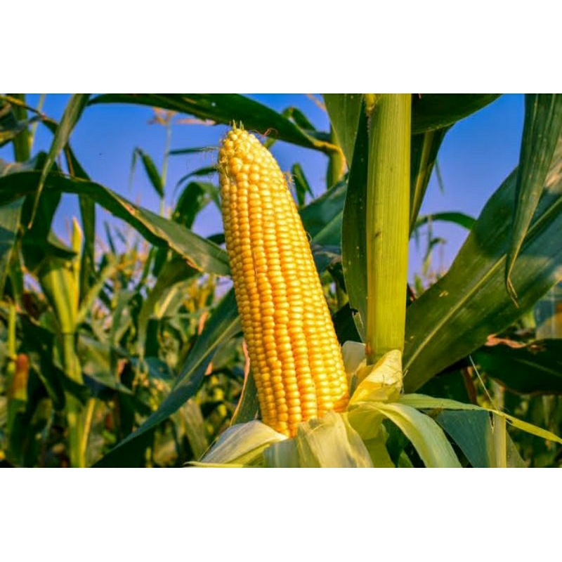 biji/benih/bibit tanaman Jagung Unggul Perkasa F1 50-100 Biji