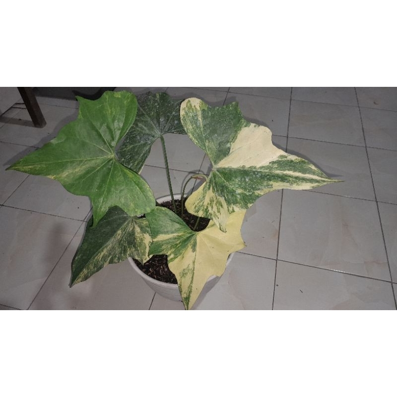 Anthurium pterodactyl varigata menor