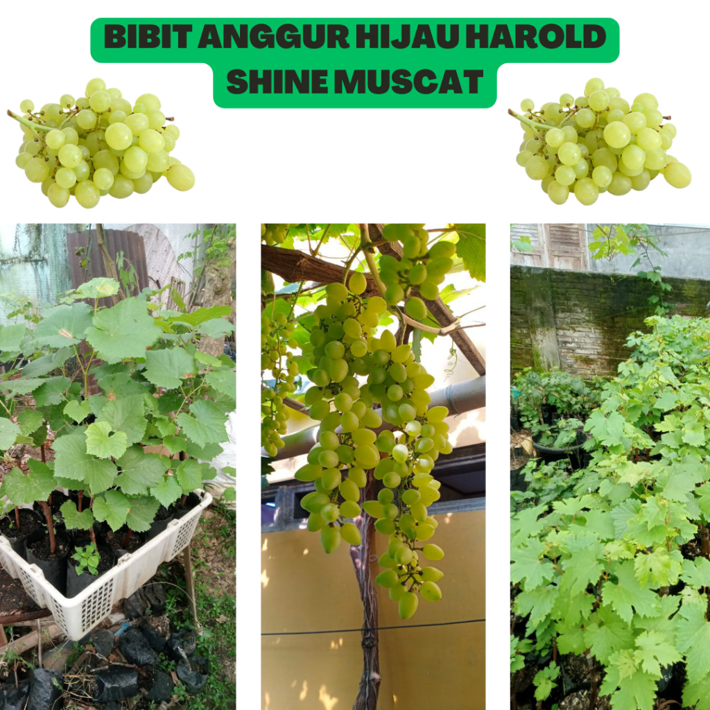 Bibit Anggur Hijau Harold/Shine Muscat, Bibit Anggur Terbaik