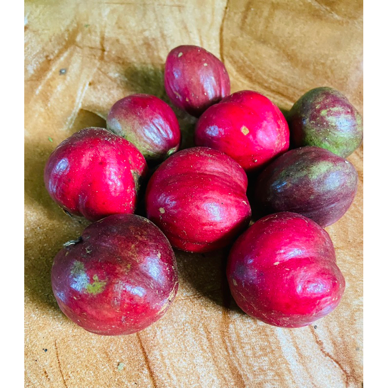 

Buah mahkotadewa buah mahkota dewa segar 500 gram-az