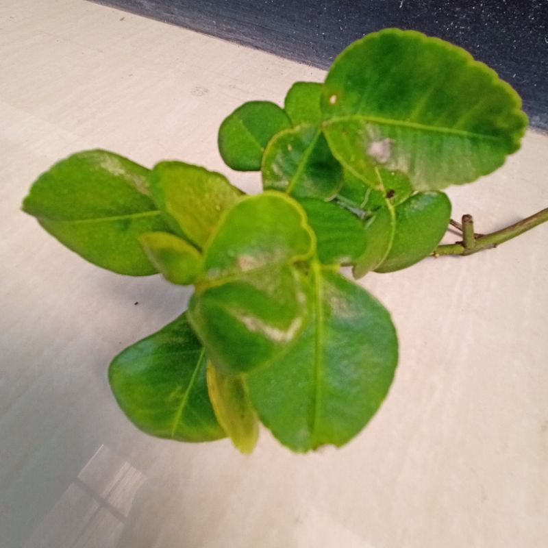 

DAUN JERUK PURUT LANGSUNG DARI POHON 100 GR