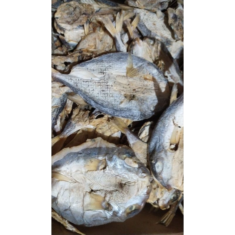 

Ikan Asin Gereh Bangkong/ Kodok Kualitas Superr