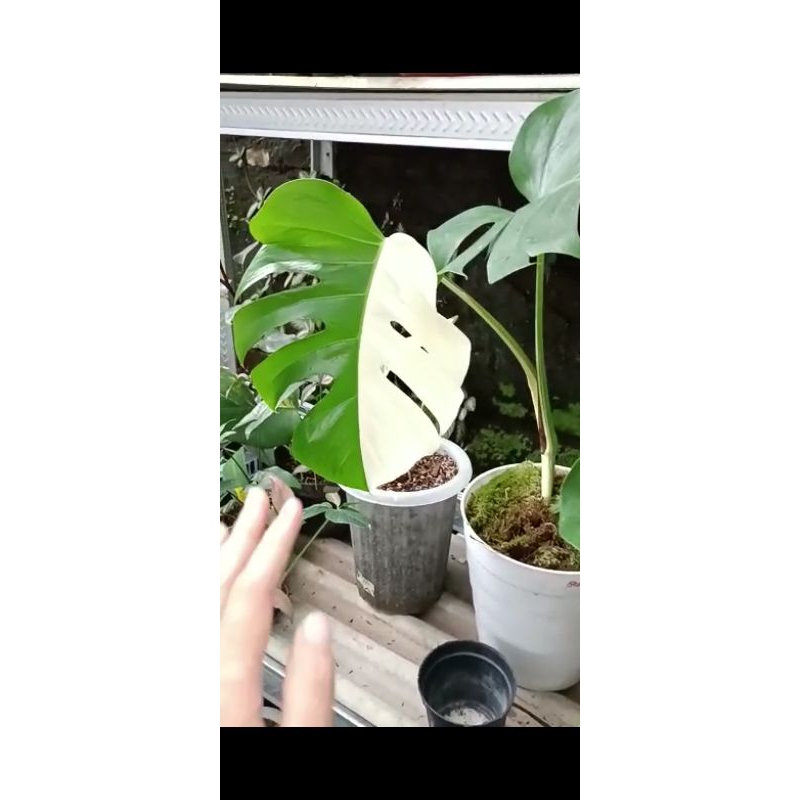 monstera varigata jumbo