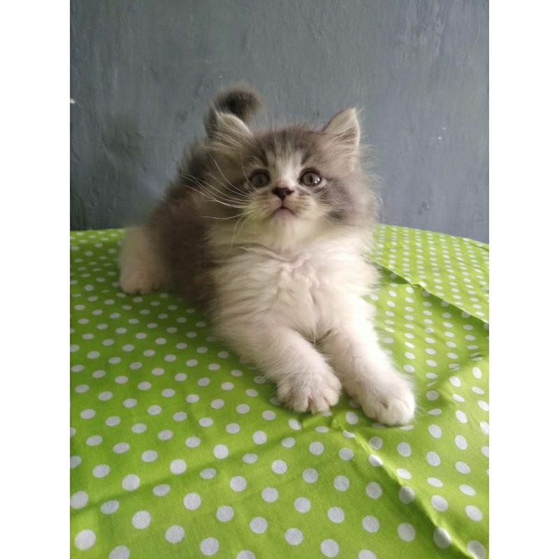 Anak kucing Persia jantan/anak kucing anggora jantan/ kitten Persia flatnose jantan/kucing Persia ja