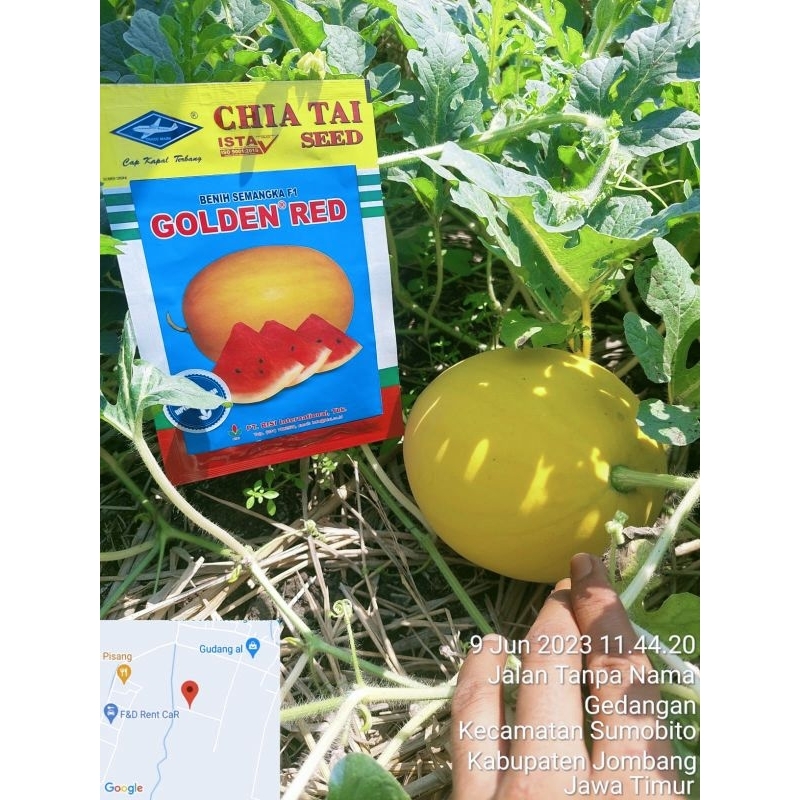 

semangka berbiji GOLDEN RED F1 20 gram
