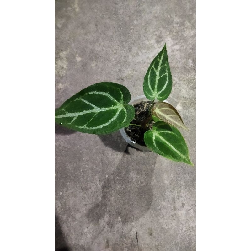 anthurium magnificum x silver blush kuping gajah