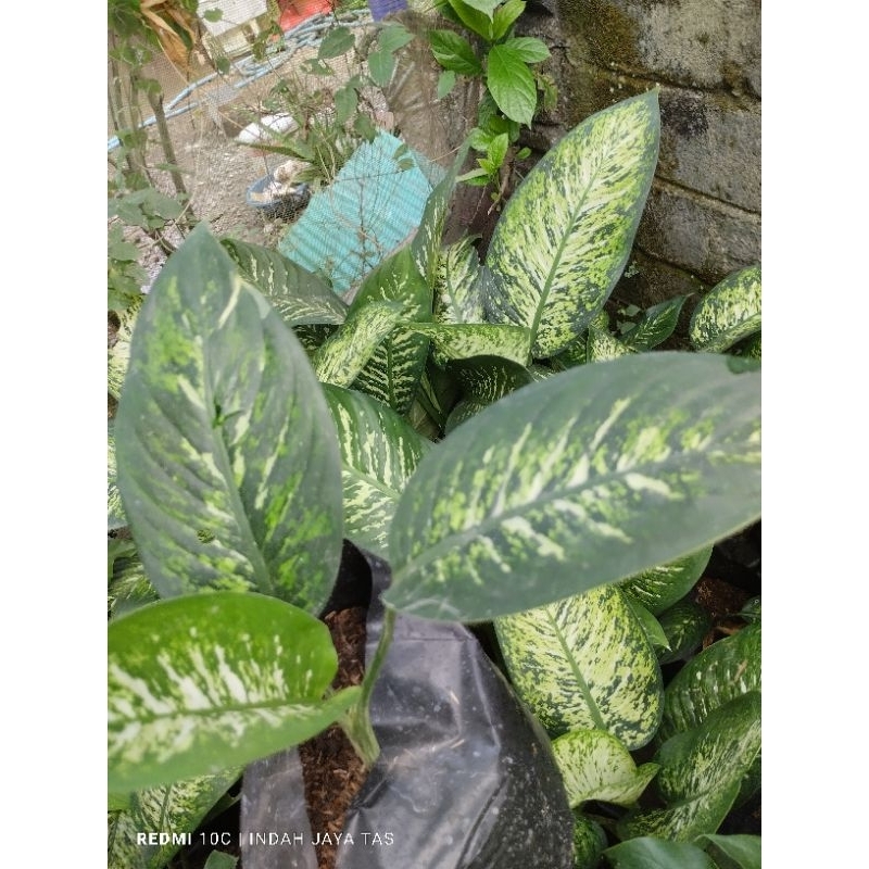 tanaman hias diven garuda/srirejeki/beras kutah