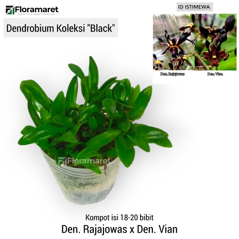 Anggrek Dendrobium Rajajowas x Vian Kompot Koleksi Black
