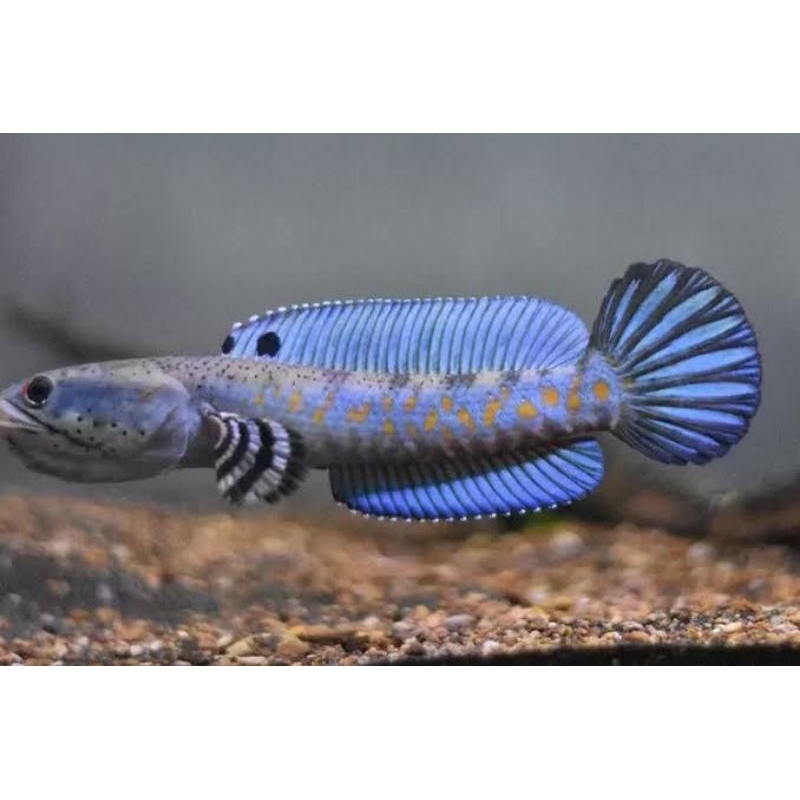 channa blue pulcra 6 7 cm