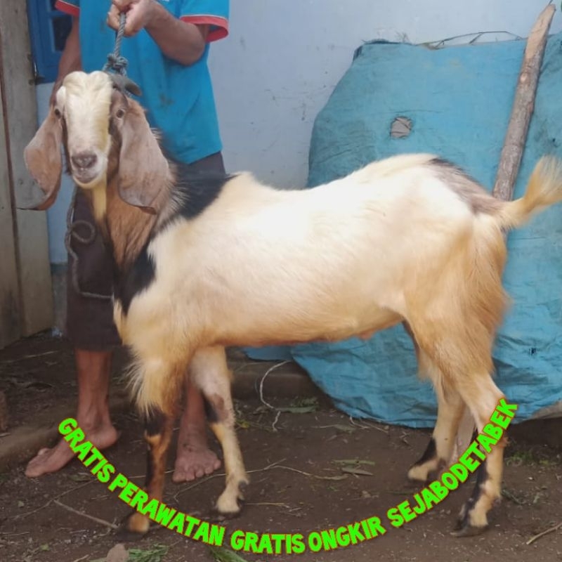 kambing qurban wedus qurban Amanah