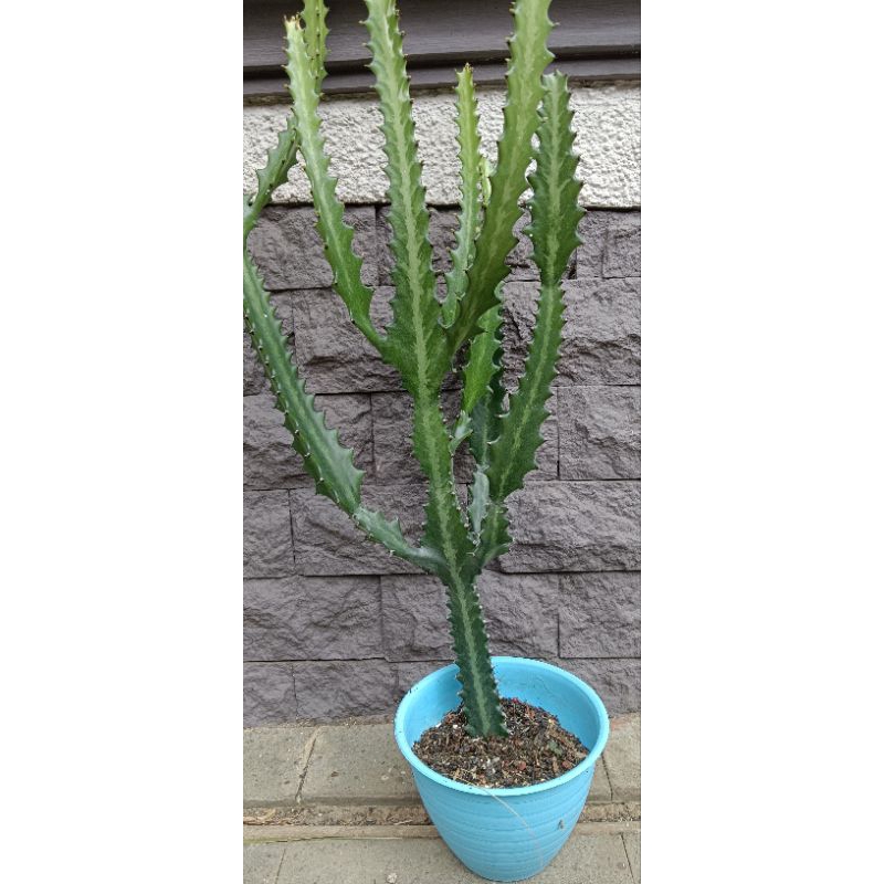 Euphorbia Lactea Hijau besar