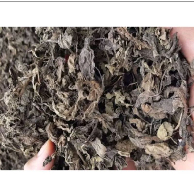 

Daun Janggelan Kering/Daun Cincau Hitam Kering 1kg