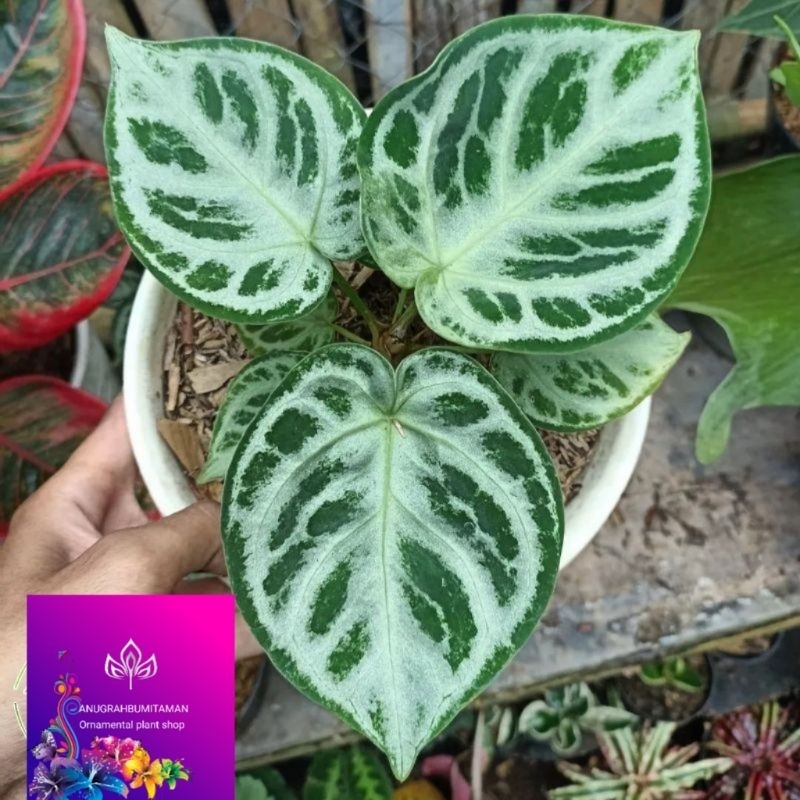 Tanaman hias kuping gajah mangkok dorayaki silver