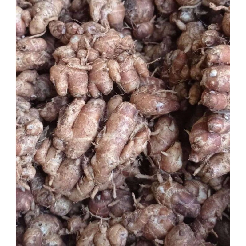 

HG ( 5kg ) Kencur/Cikur Asli Ciamis Wangi Enak Cocok untuk Semua Bumbu Maknan Terutama Seblak