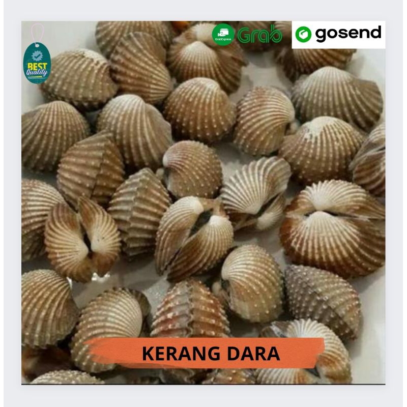 

Kerang Dara Segar - 1000gr