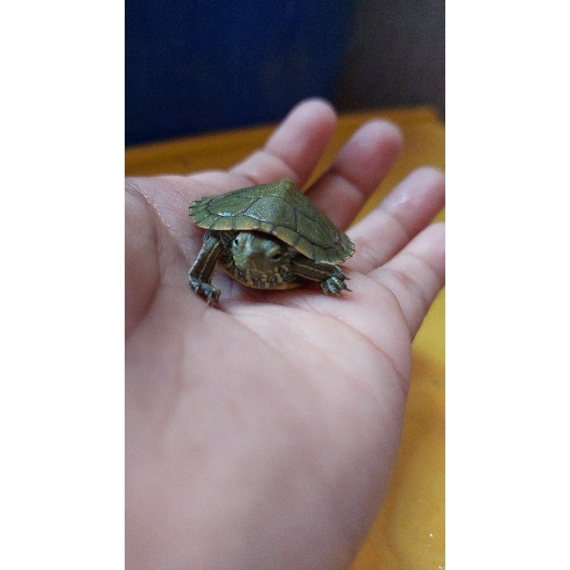 HIASAN AKUARIUM KURA KURA BRAZIL