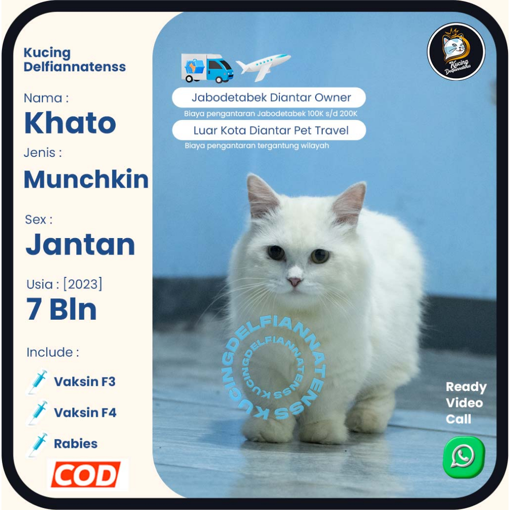 Kucing Munchkin Khato