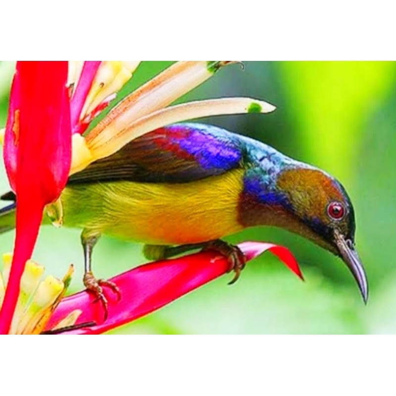 KOLIBRI KELAPA
