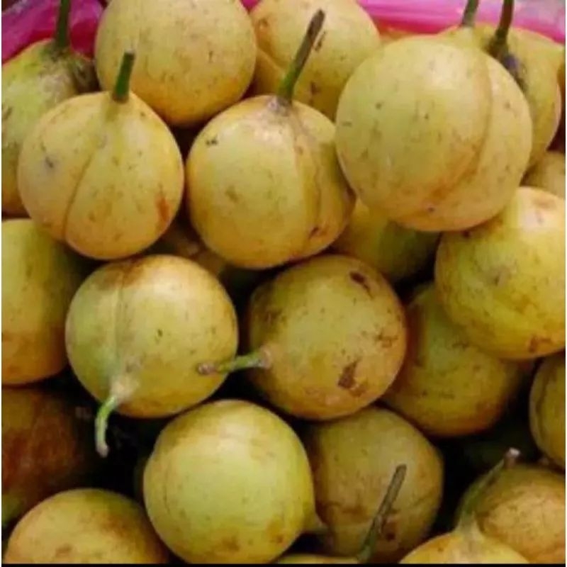 

Buah Pala Segar 1 kg