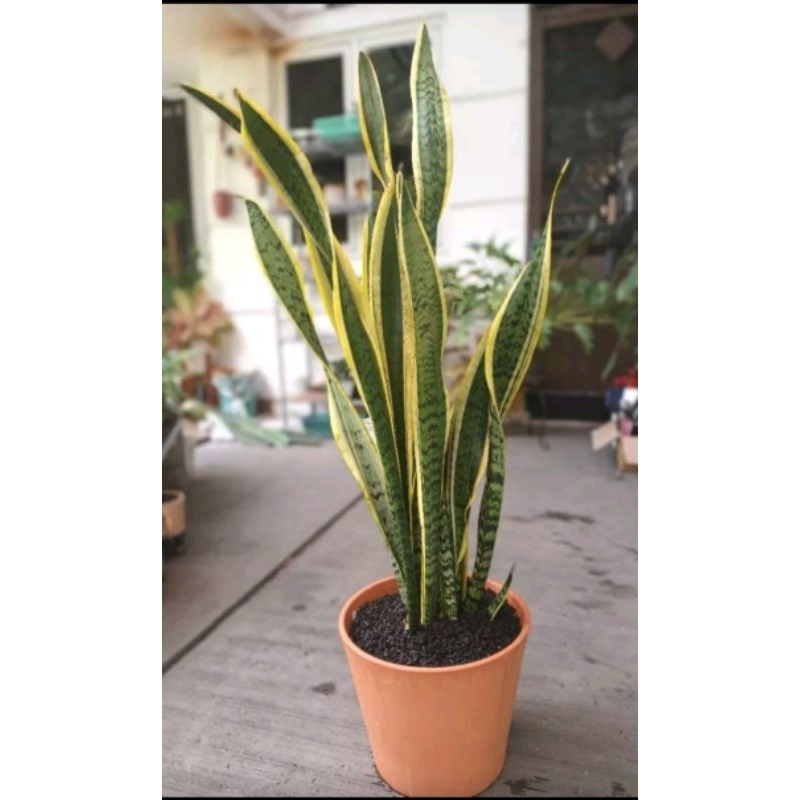 Lidah mertua sensivera satu pot