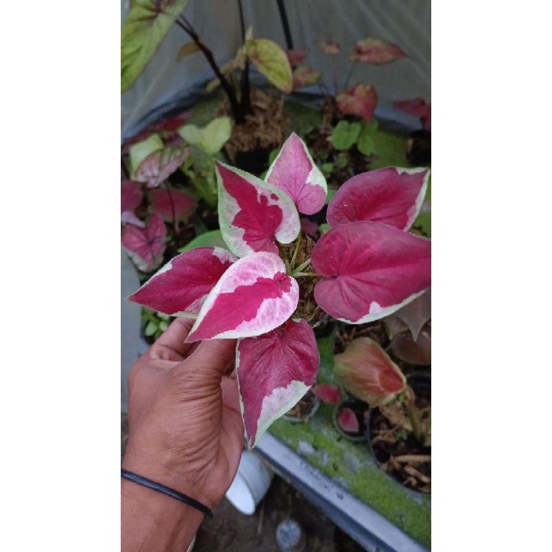caladium dwi warna