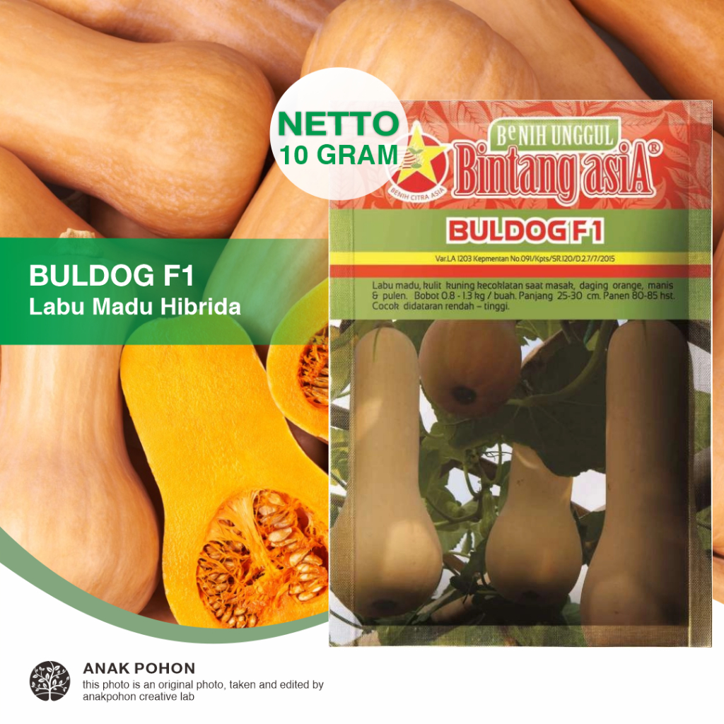 (1 PACK) Benih Labu Madu BULDOG F1 Hibrida Butternut Pumpkin Seeds - Bintang Asia - 10 GRAM