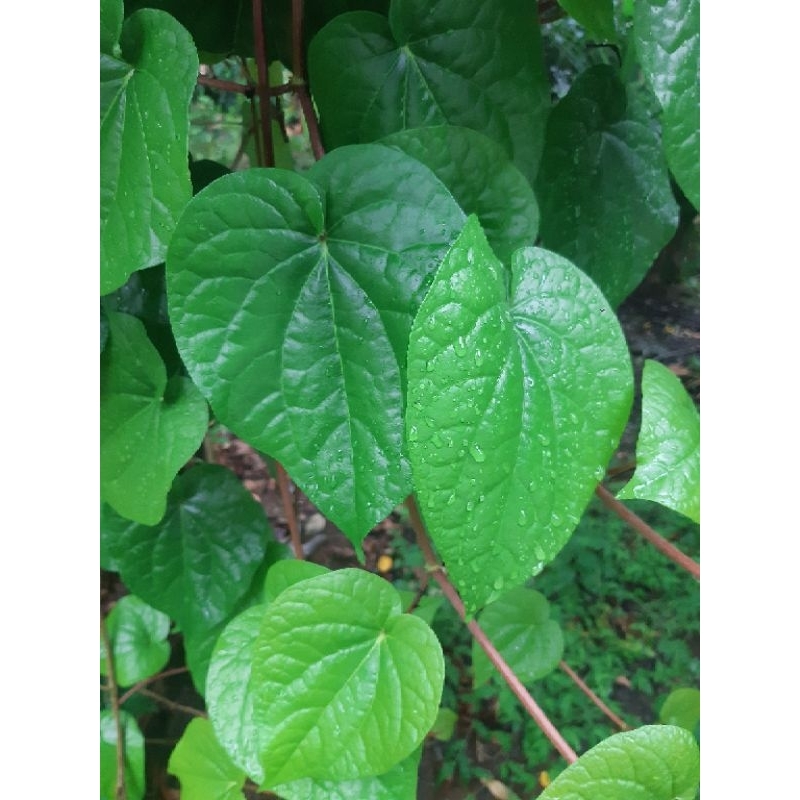 

Daun Sirih Merah Fresh