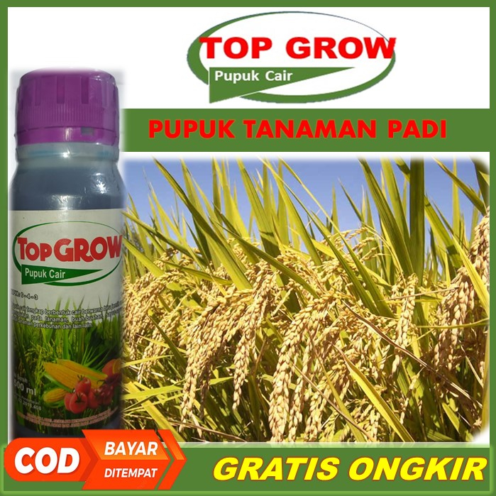 Pupuk Pelebat Tanaman Padi Berbuah Terbaik