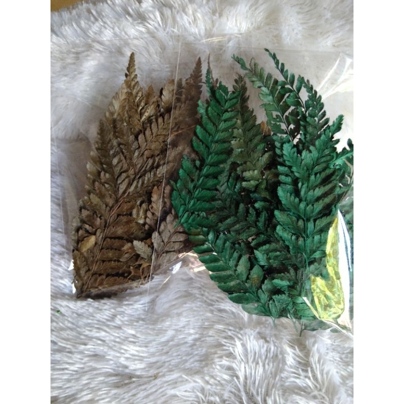 daun pakis kering hiasan bouquet