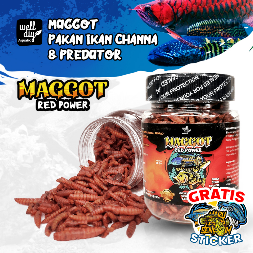 Maggot Kering Red Pakan Ikan Channa RED POWER - 30g