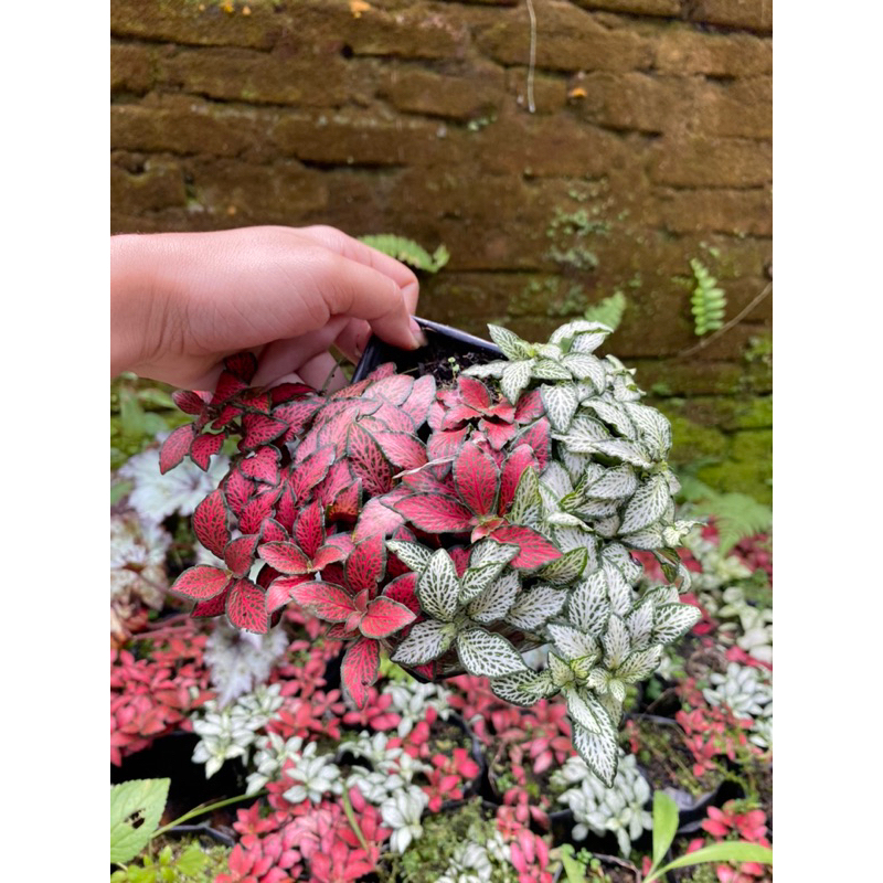 Fittonia Mix (Minima + White Forest Flame)