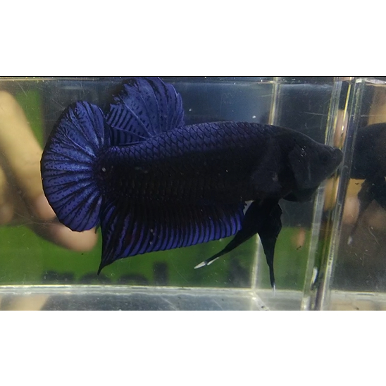 Cupang Giant Bagan Jumbo Koleksi Pribadi Kualitas Super Real Pict Sesuai Foto