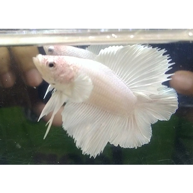 Cupang Double Tail White Platinum Big Ear Simetris Top Grade Real Pict Sesuai Foro