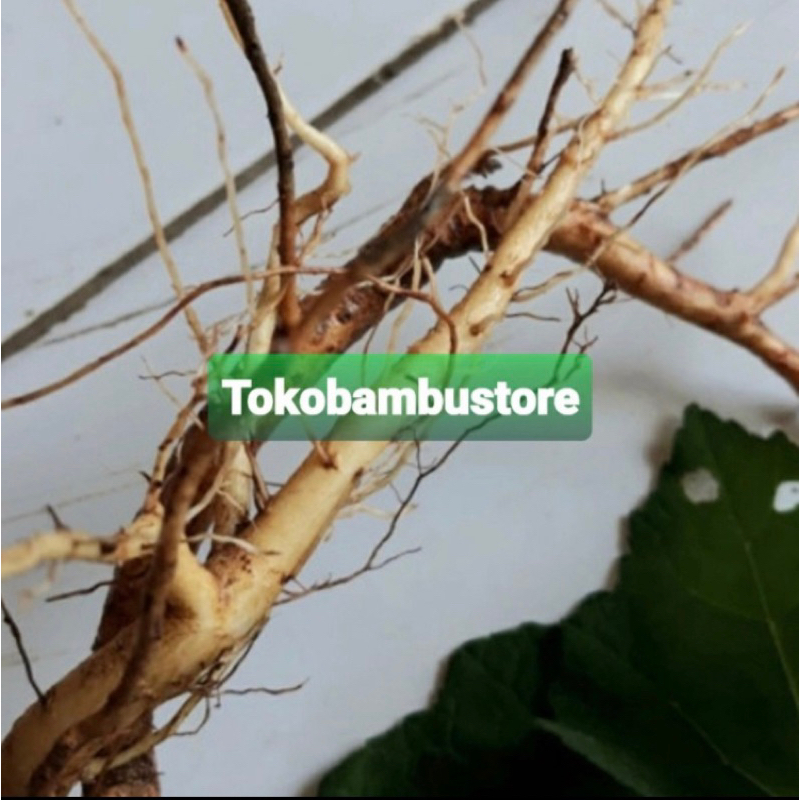 

Akar pulutan segar 500 gram fresh-az