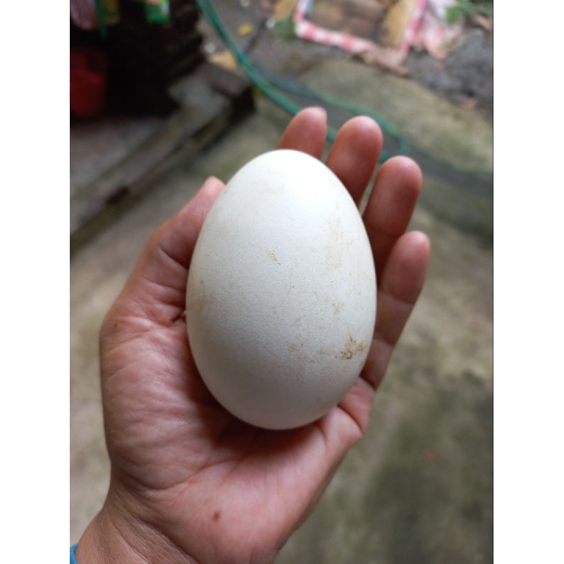 

telur angsa soang 1 butir untuk konsumsi & telur busuk (kemlekeren)