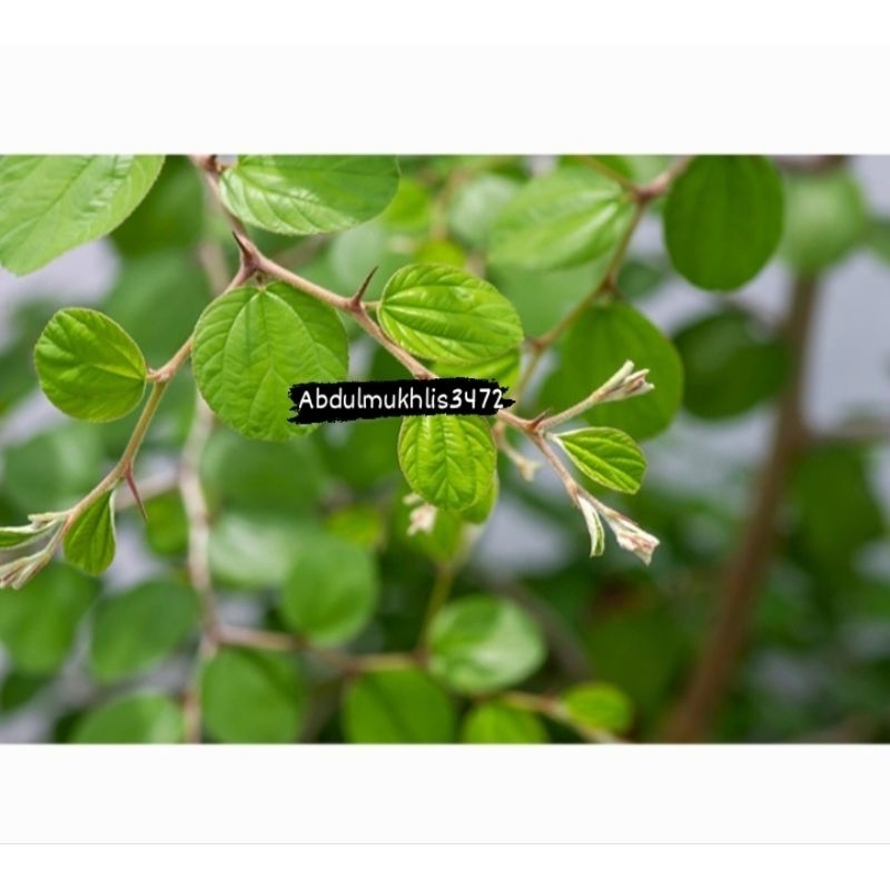 

Daun Bidara Arab 100 lembar fres/ Daun sidr fres , daun bidara , bidara arab , bidara