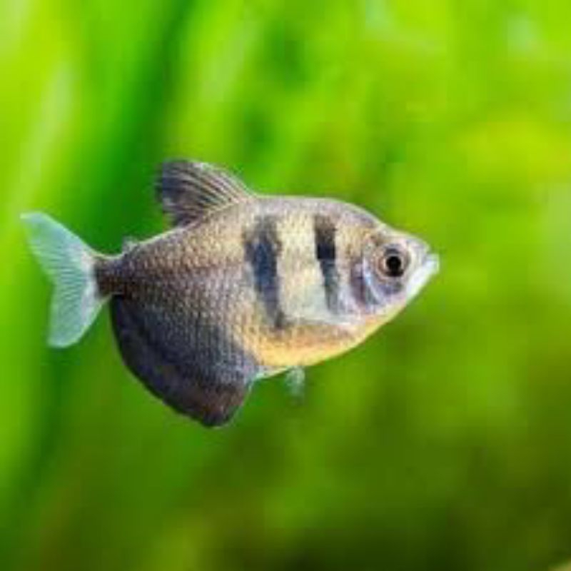 

black tetra