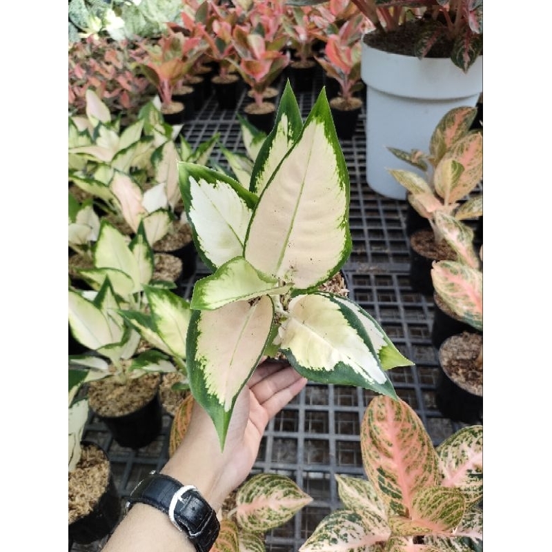 Aglonema Kochin sutra