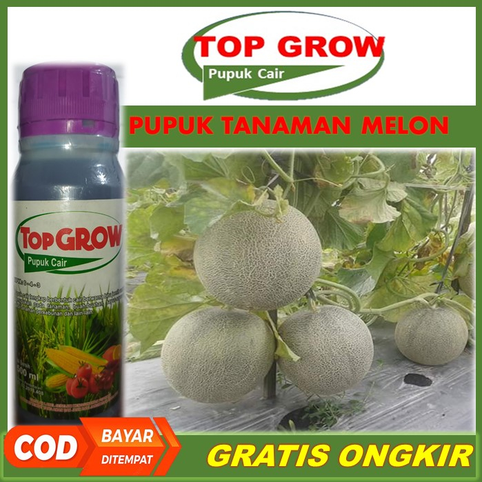 TOP GROW Pelebat Buah Melon Terbaik Tahan di Musim Hujan - Pupuk NPK Cair Pelebat Melon, Pupuk Organ