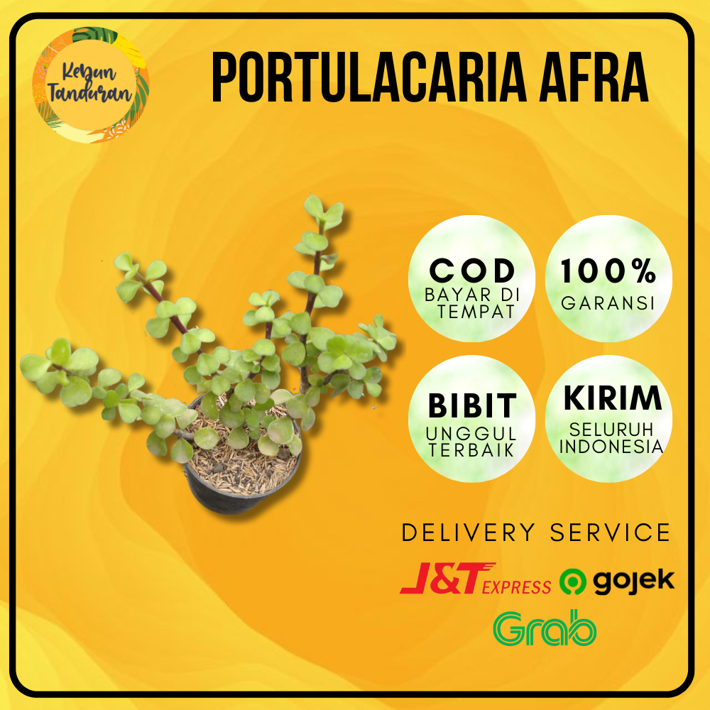 Bibit Tanaman Hias Sukulen Portulacaria afra /Jade Plant/Bonsai Jade