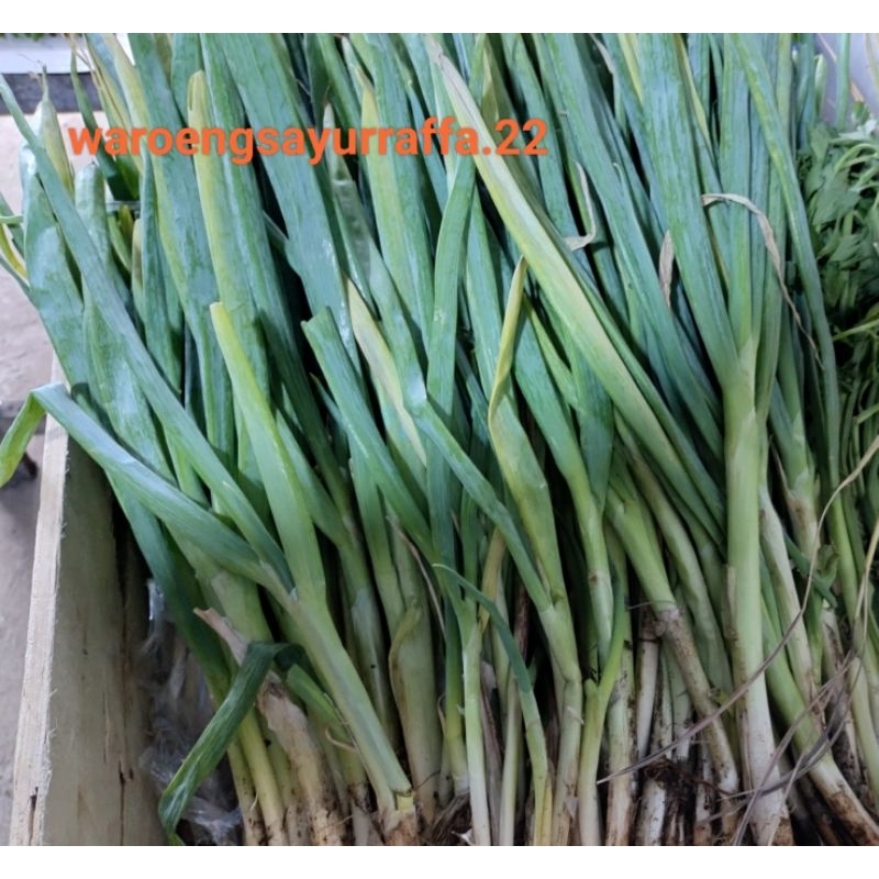 

daun bawang dan sledri