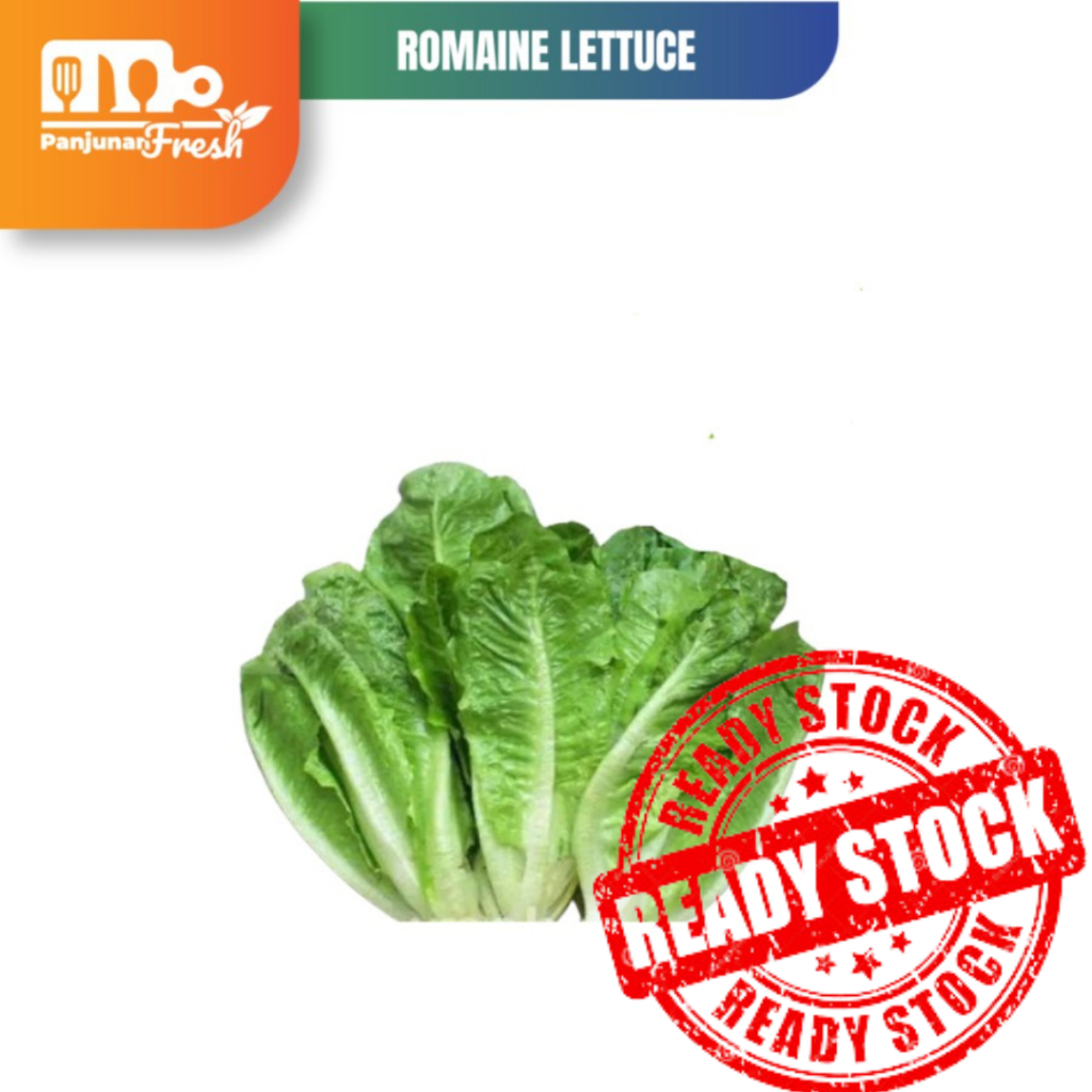 

ROMAINE LETTUCE 250 GR SAYURAN SEGAR