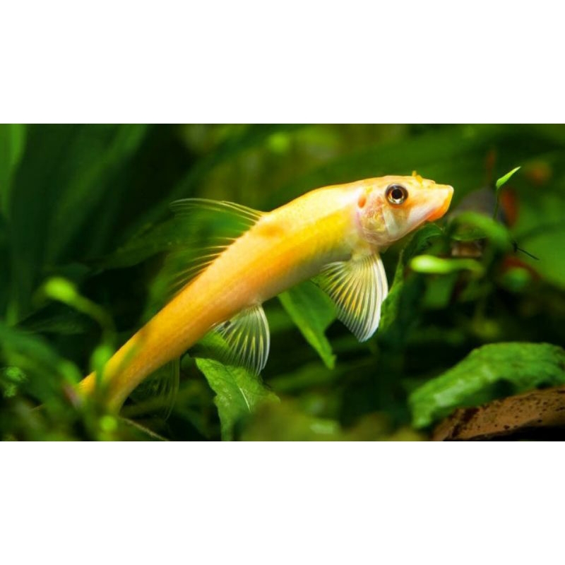 CAE | Chinese Algae Eater pembersih aquarium