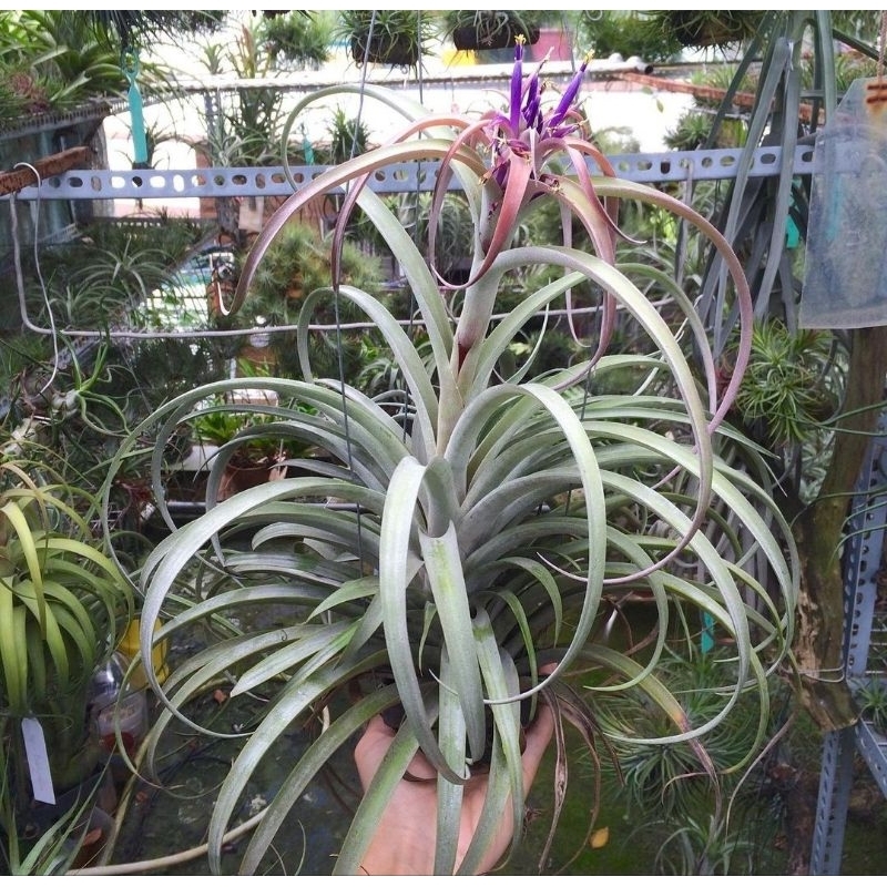 TILLANDSIA CAPITATA ORI