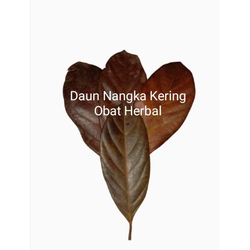 

Daun Nangka Kering Murah Meriah Banyak Kegunaannya Per 100 Pcs